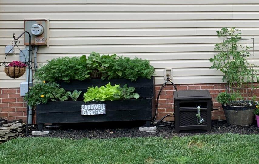 Pandemic garden Cardwell two tier planter